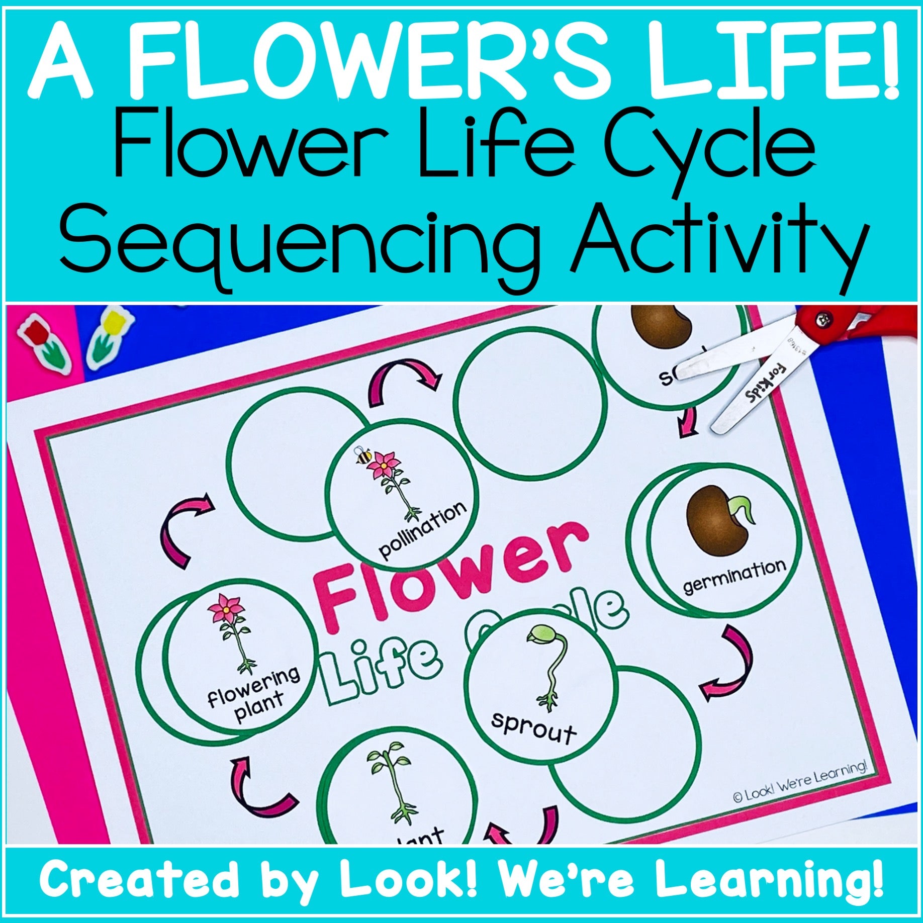 Flower Life Cycle Science Sequencing Activity – Look! We're Learning!